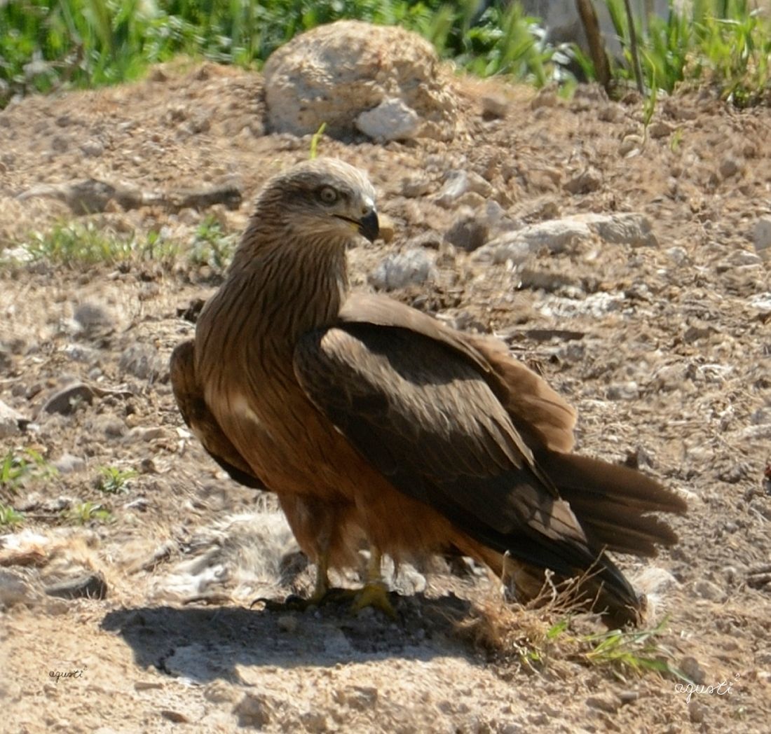 L’ÀGUILA CALÇADA (AQUILA PENNATA)