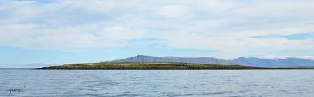 PUFFINS ALS VOLTANTS DE REIKIAVIK – OEST D’ISLÀNDIA 