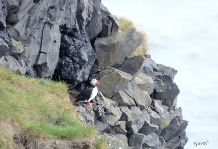 PUFFINS A LA PENÍNSULA DE DYRHÓLAEY – SUD D’ISLÀNDIA 