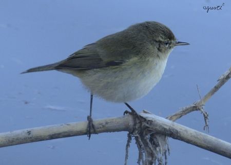 Mosquiter comú (Phylloscopus collybita)