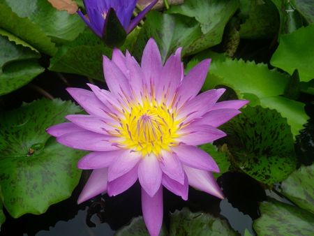 FLOR - MONTANYA DE MARBRE HOIAN