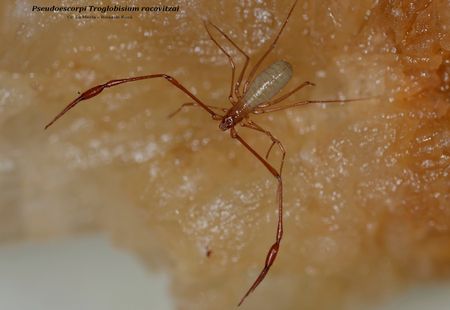 Pseudoescorpi Troglobisium racovitzai - Cv. La Merla – Roda de Berá Comarca del Tarragonès