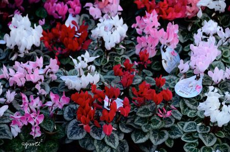 Mercat de les flors . AMSTERDAM - HOLANDA