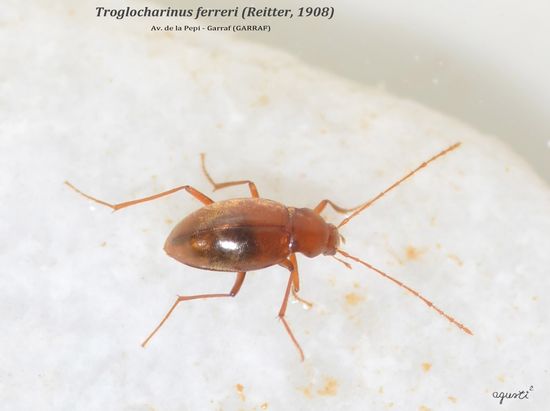 TROGLOCHARINUS FERRERI - AV. DE LA PEPI – GAVÀ (BAIX LLOBREGAT)