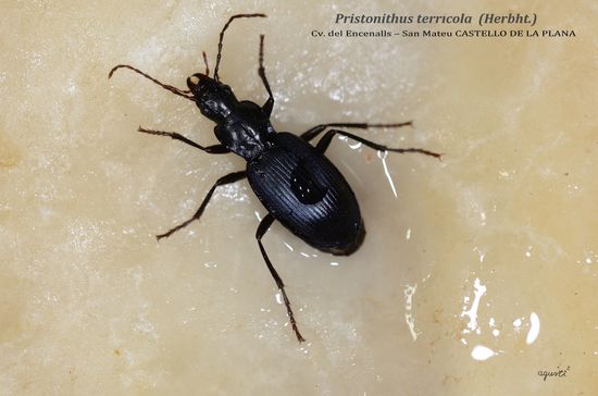 PRISTONICHUS TERRICOLA - COVA ENCENALLS - SANT MATEU - CASTELLO (VALENCIA)