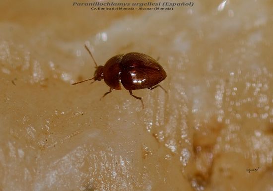 PARANILLOCHLAMYS URGELLESI - COVA BONICA DEL MONTSIÀ – ALCANAR (MONTSIÀ)