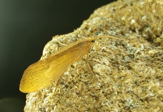 TRICÒPTERA LIMNEPHILIDAE - COVA ESPADES - LA NOU (BERGADÀ)