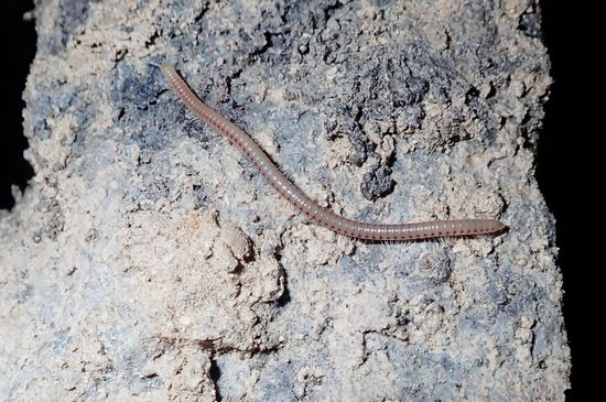 BLANIULUS LORIFER HUESCANUS (Brolemann, 1921) –  Cueva de Ardales – SOBRARBE - HUESCA