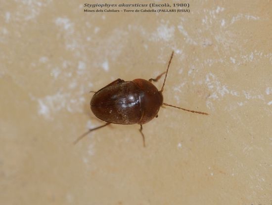 STYGIOPHYES AKARSTICUS - Mines dels Cubilars – Torre de Cabdella (PALLARS JUSSÀ)