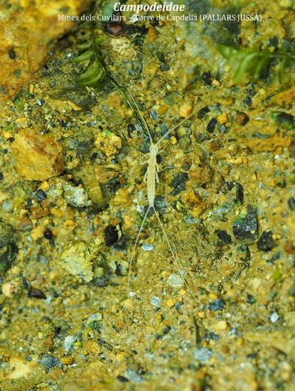 CAMPODEIDAE - MINES DELS CUVILARS – TORRE DE CAPDELLA (PALLARS JUSSÀ)
