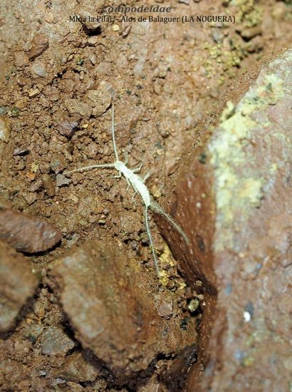 CAMPODEIDAE – MINA LA PILAR– ALOS DE BALAGUER (LA NOGUERA)