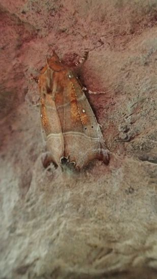 LEPIDOPTERS  -  MINA DELS COVILARS – TORRE DE CAPDELLA – (PALLARS JUSSÀ)