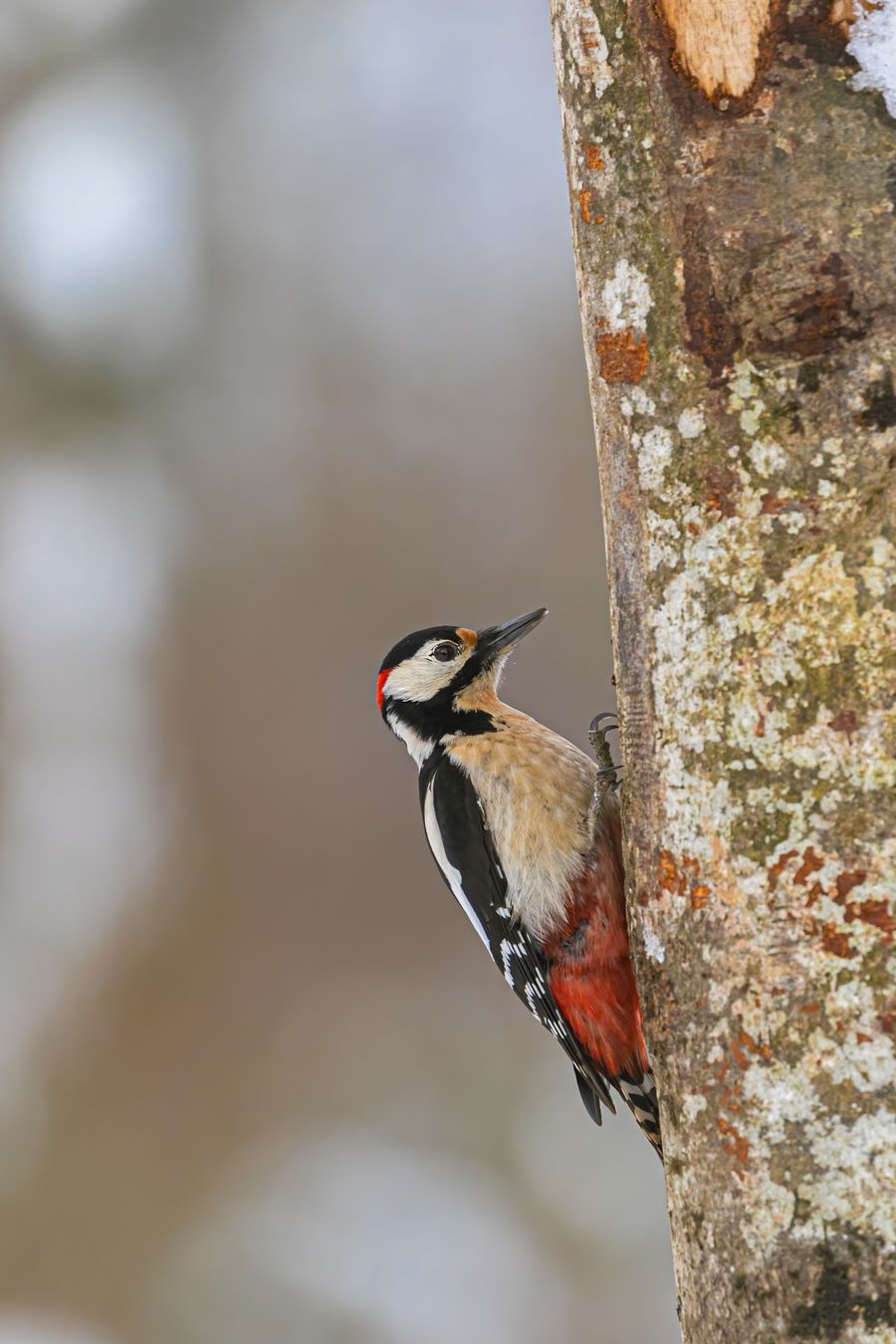 Picapinos, Dendrocopos major