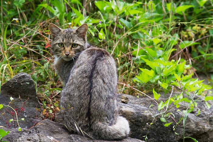 Josechu Fernández-Gato montés