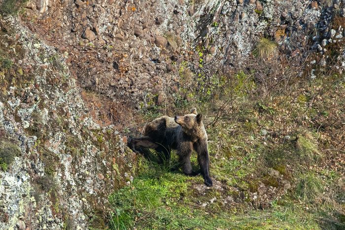 Oso Pardo, Ursus arctus