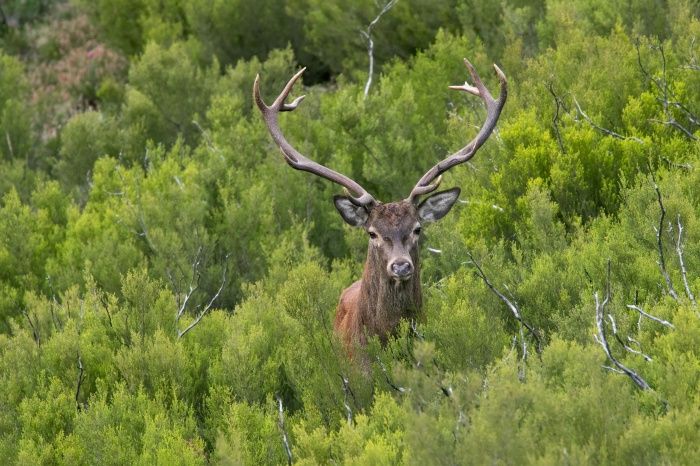 Ciervo, Cervus elaphus