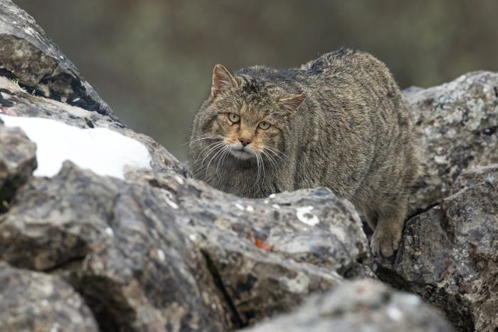Gato montes, Felis silvestris