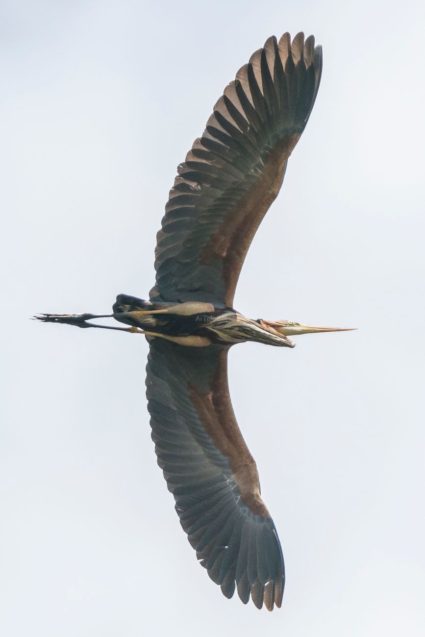 Ardea purpurea.  Garza imperial