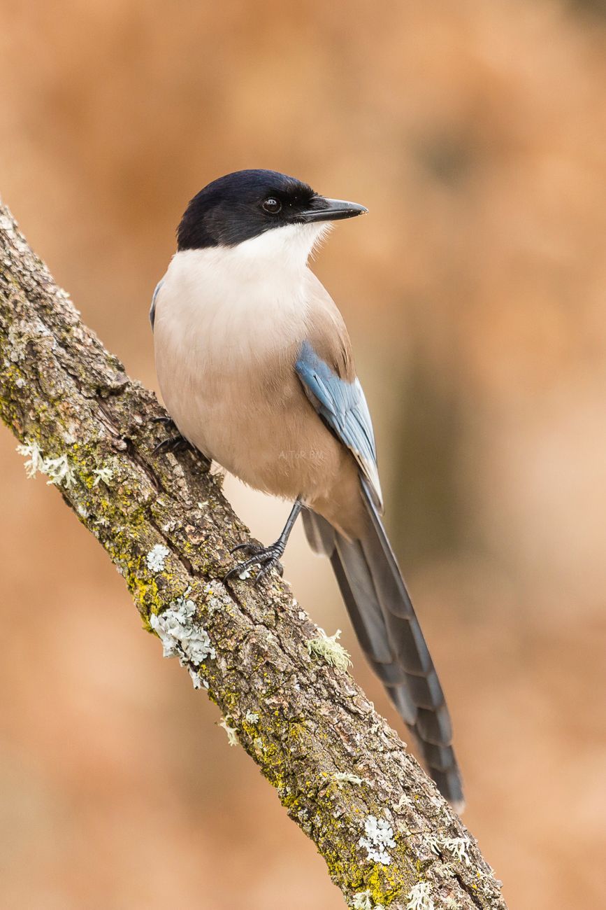 Cyanopica cyanus.  Rabilargo