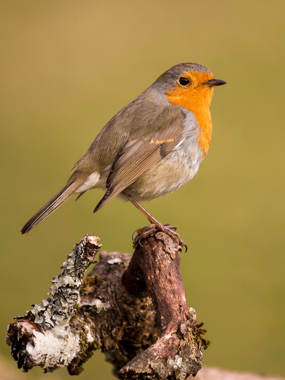 Erithacus rubecula.  Petirrojo europeo
