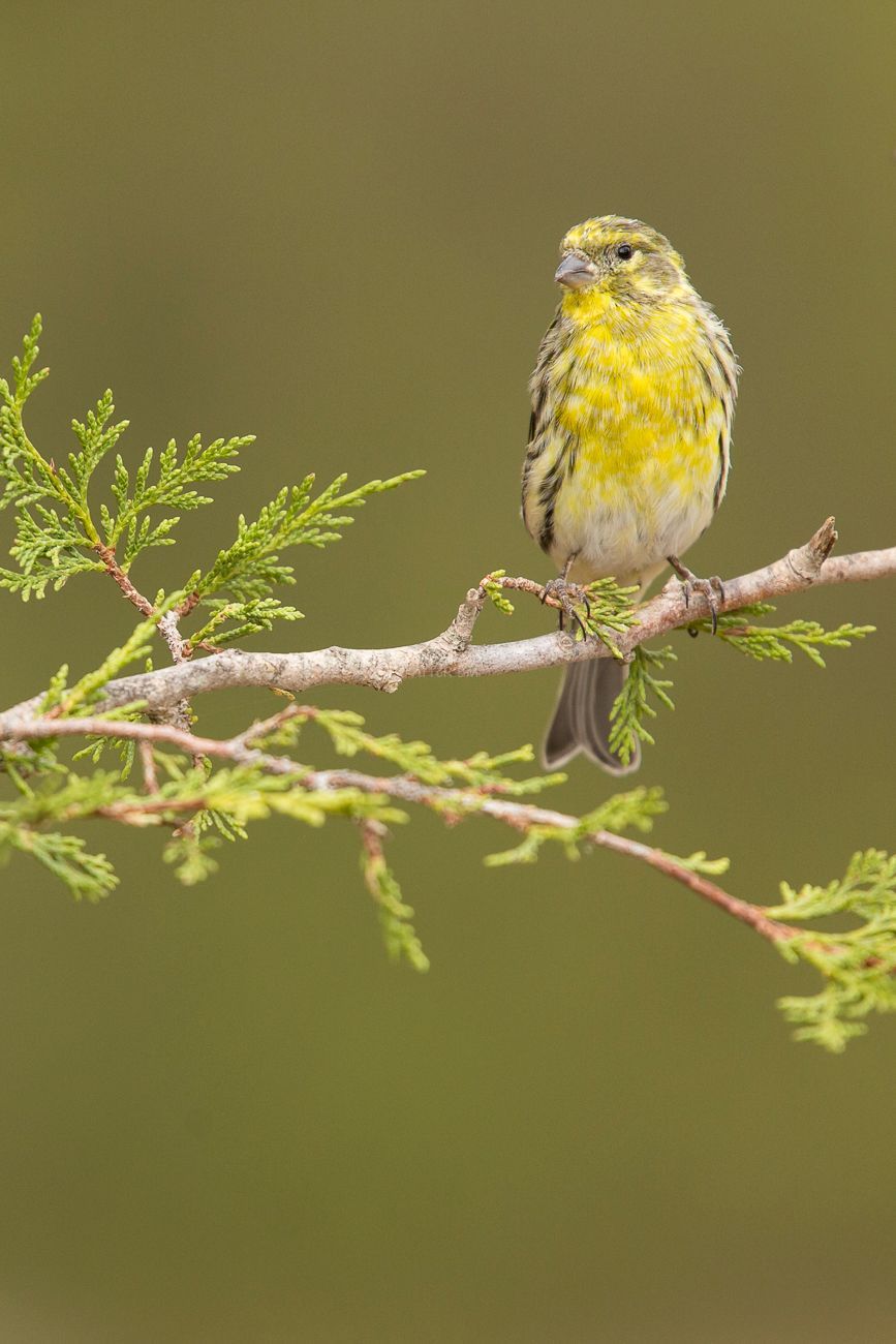 Serinus serinus.  Serin verdecillo