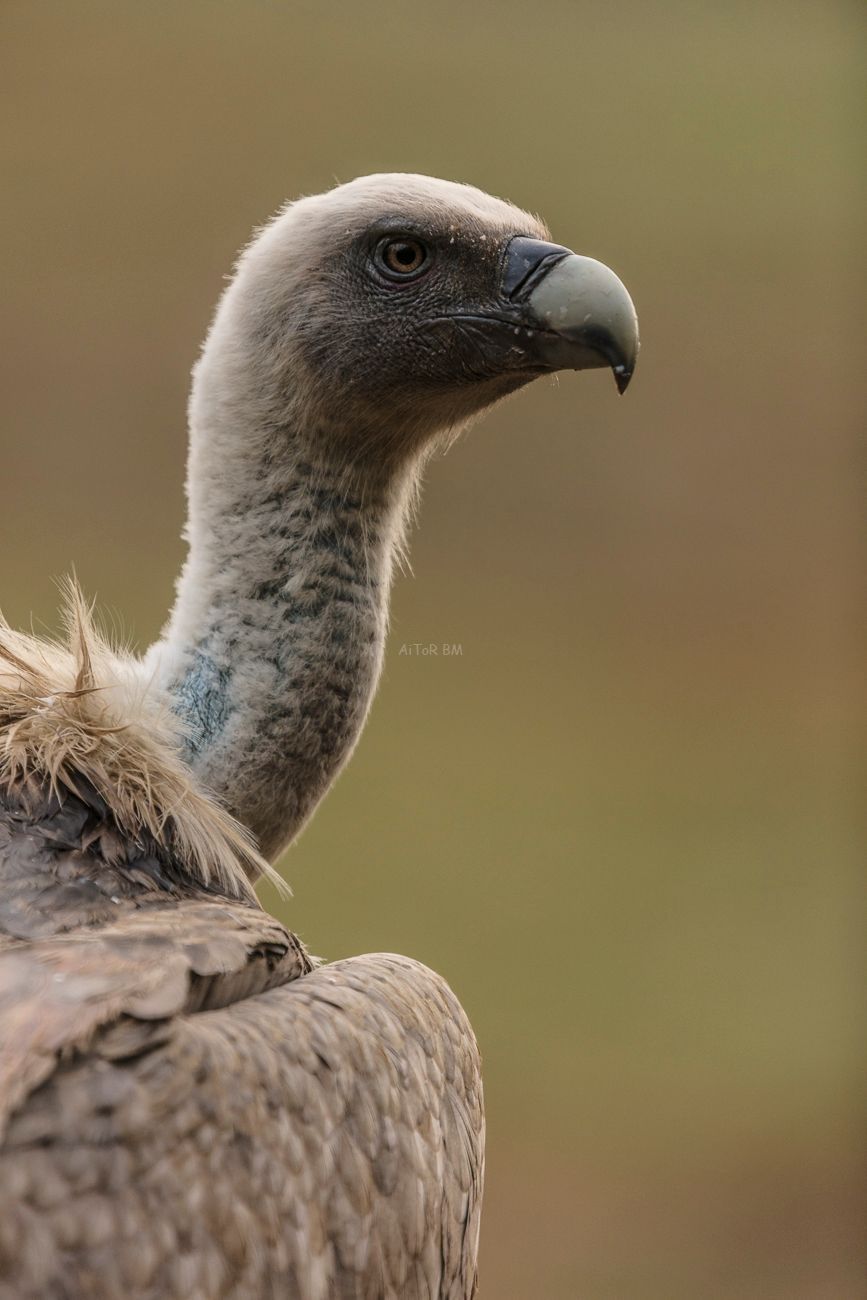 Gyps fulvus.  Buitre leonado