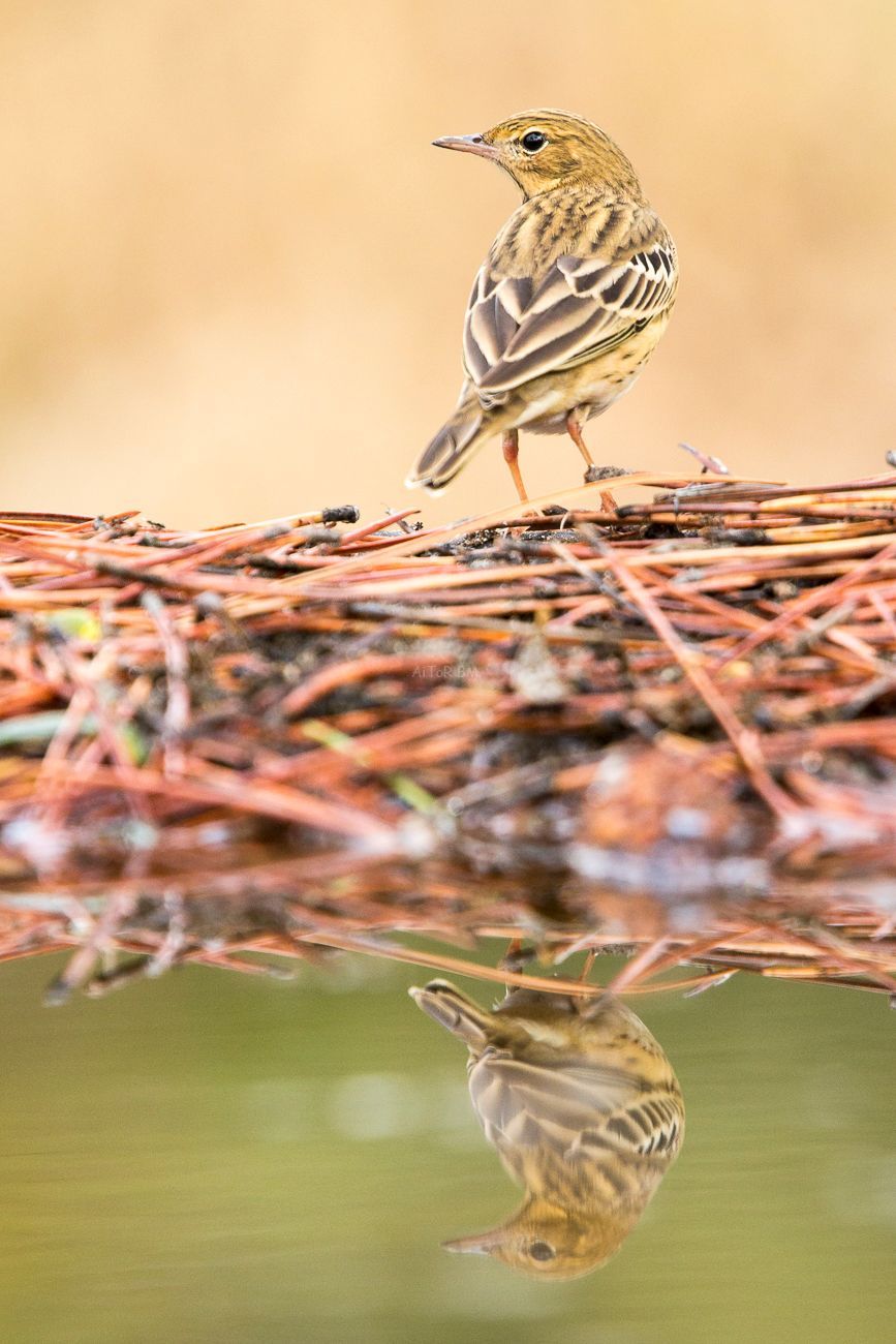 Anthus trivialis.  Bisbita arbóreo