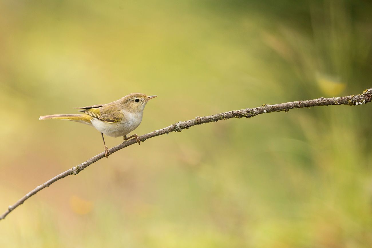 Phylloscopus bonelli.  Mosquitero papialbo