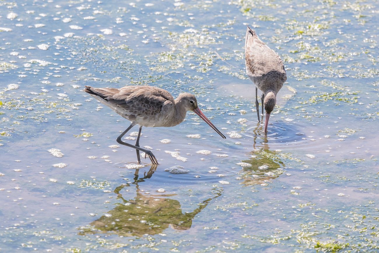Limosa limosa.  aguja colinegra