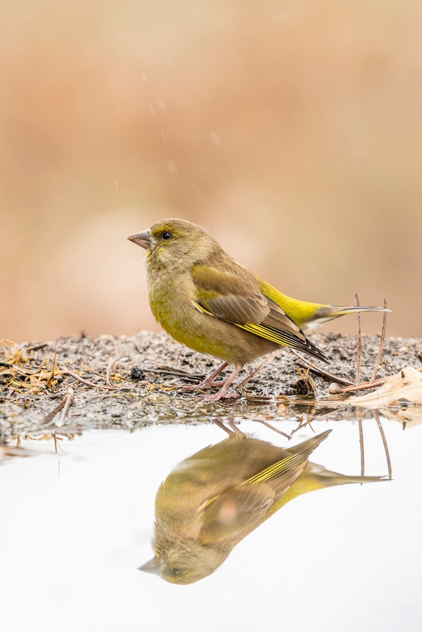 Chloris chloris. Verderón común, macho