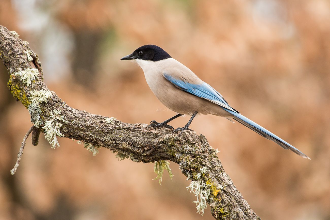 Cyanopica cyanus.  Rabilargo