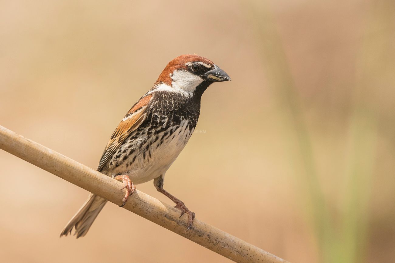Passer hispaniolensis. Gorrión moruno, macho.