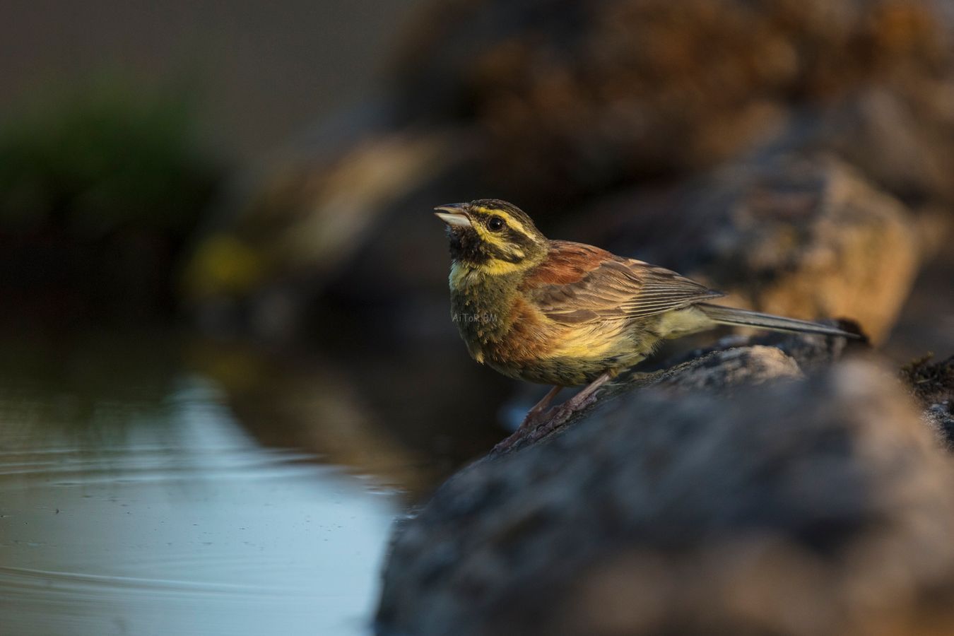 Emberiza cirlus.  Escribano soteño, macho