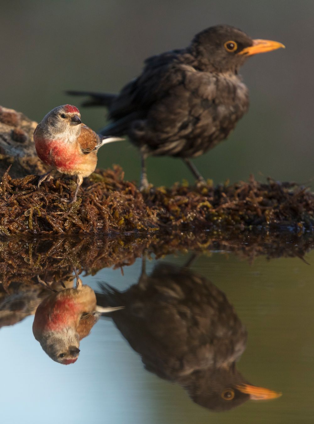Carduelis cannabina.  Pardillo común, macho