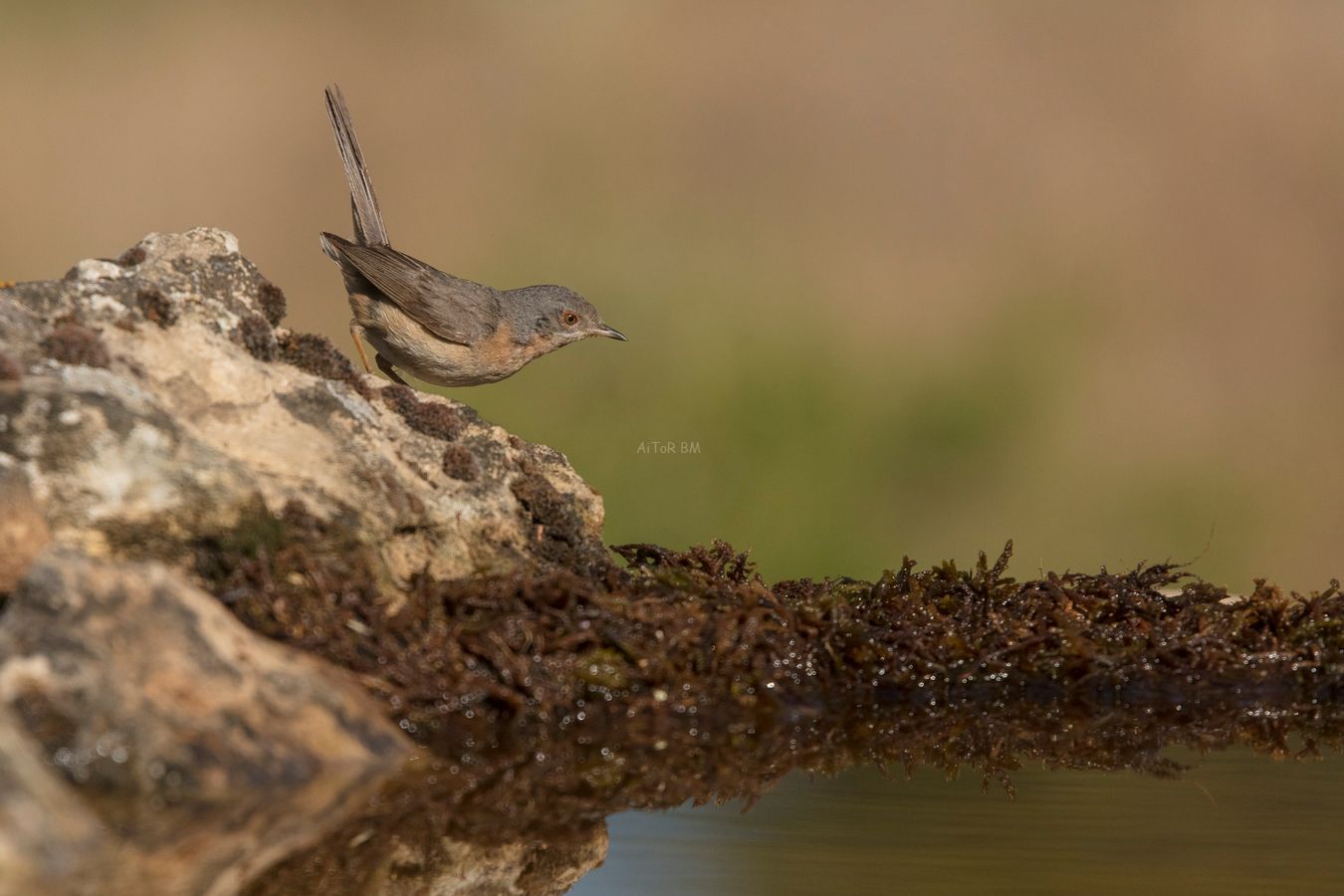 Sylvia cantillans. curruca carrasqueña