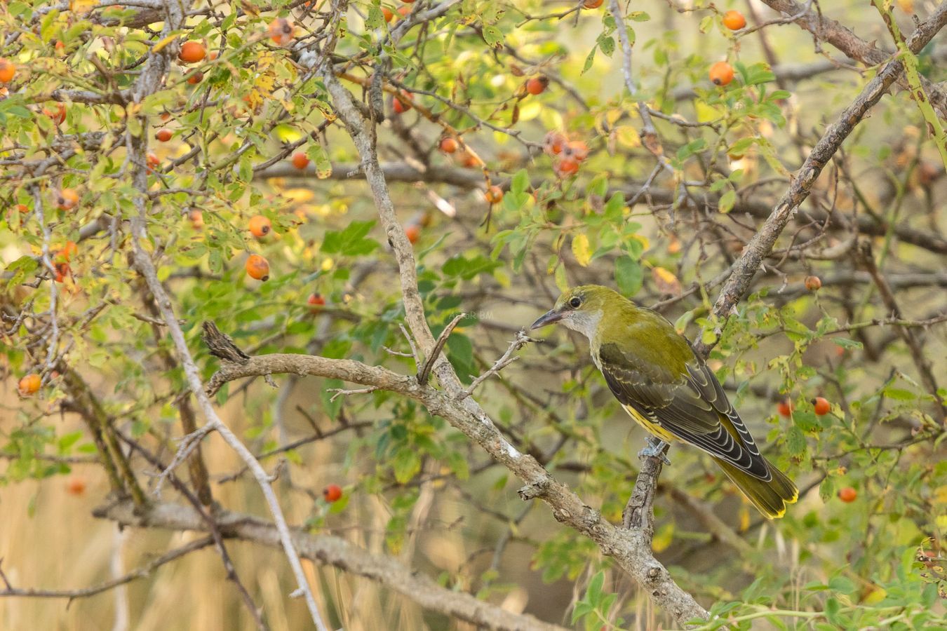 Oriolus oriolus. Oropéndola, hembra.
