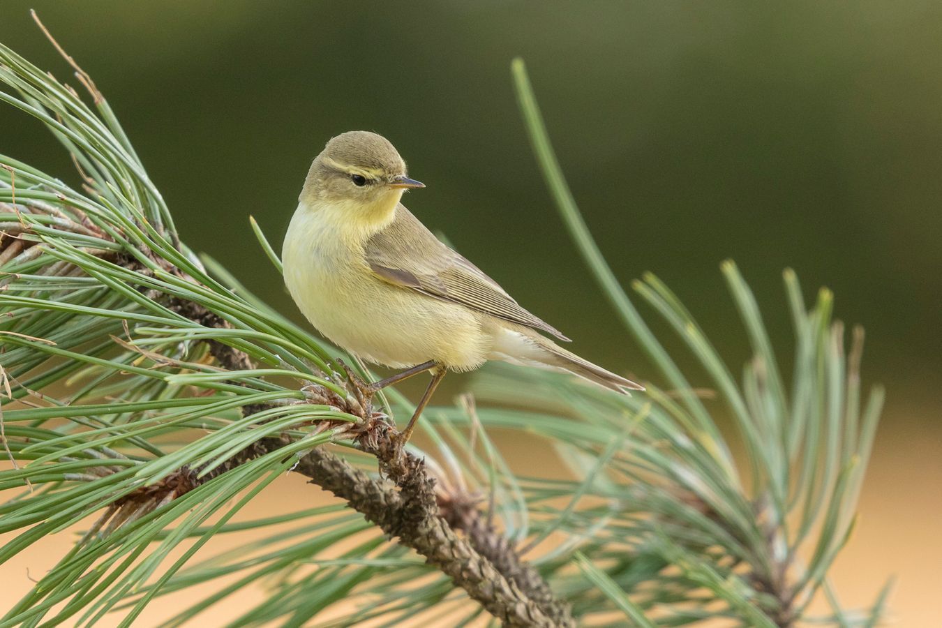 Phylloscopus trochilus. Mosquitero musical.