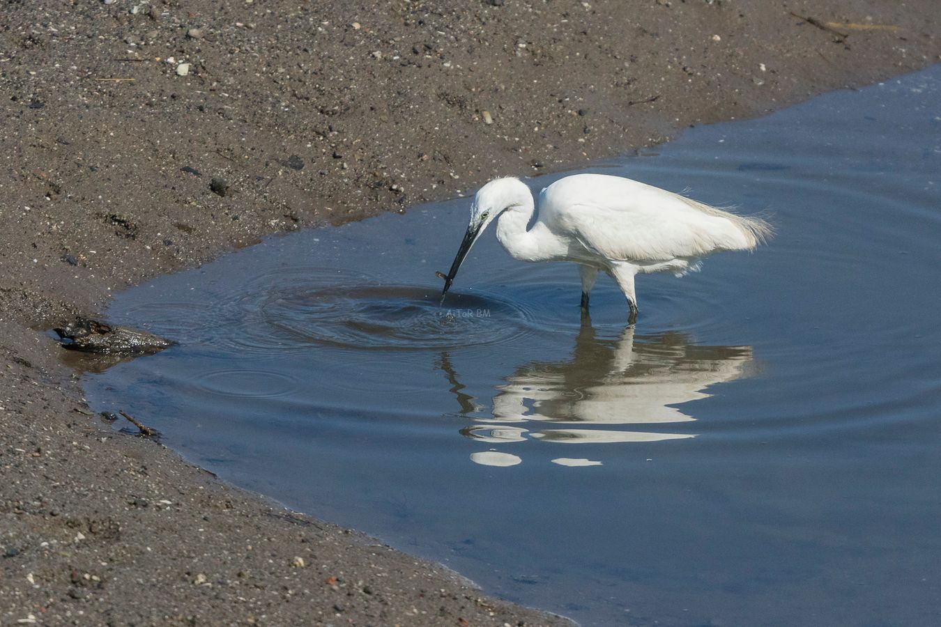 Egretta garzetta. Garceta común.