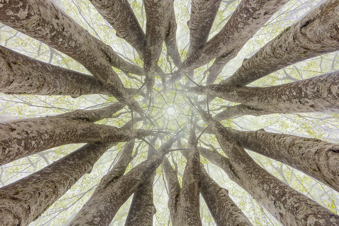 Oasis 2023 CadizPhotonature 2019 Naturcyl 2018