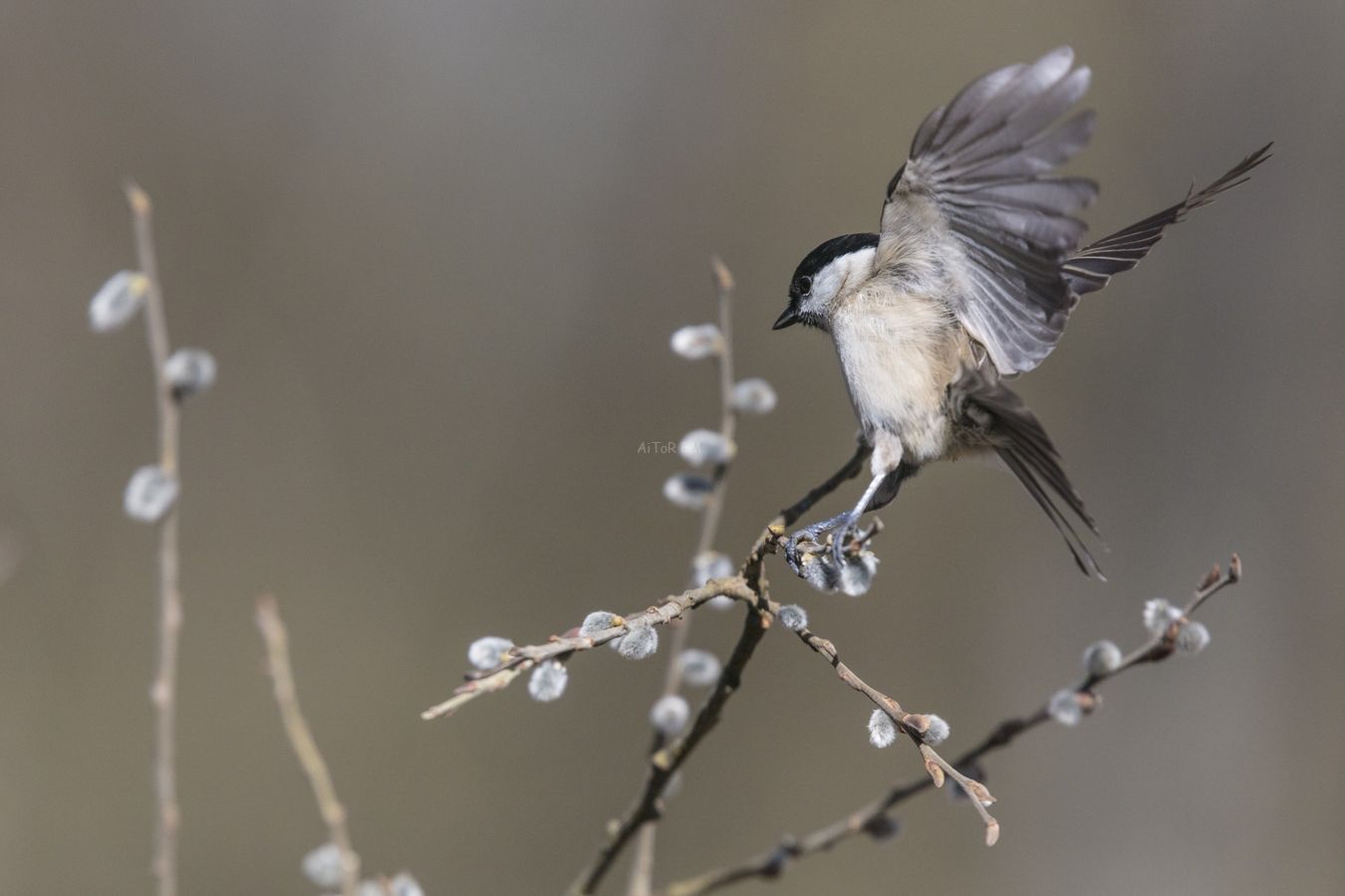 Poecile palustris.  Carbonero palustre
