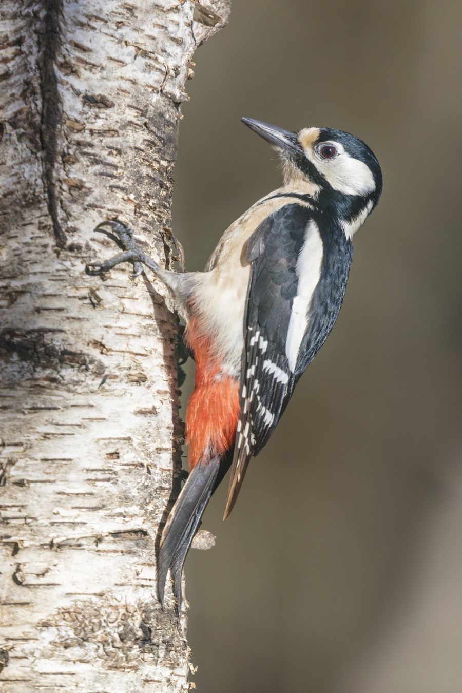 Dendrocopos major.  Pico picapinos, hembra