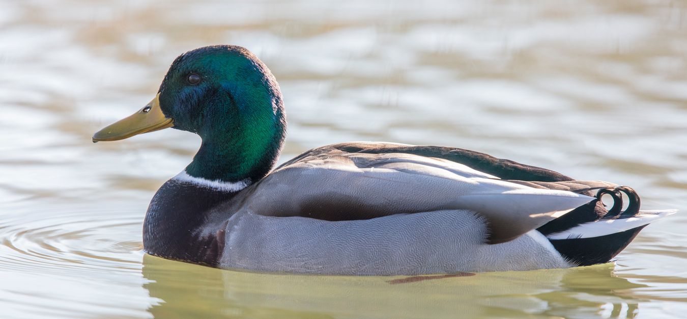 Anas platyrhynchos.  anade azulón, macho.