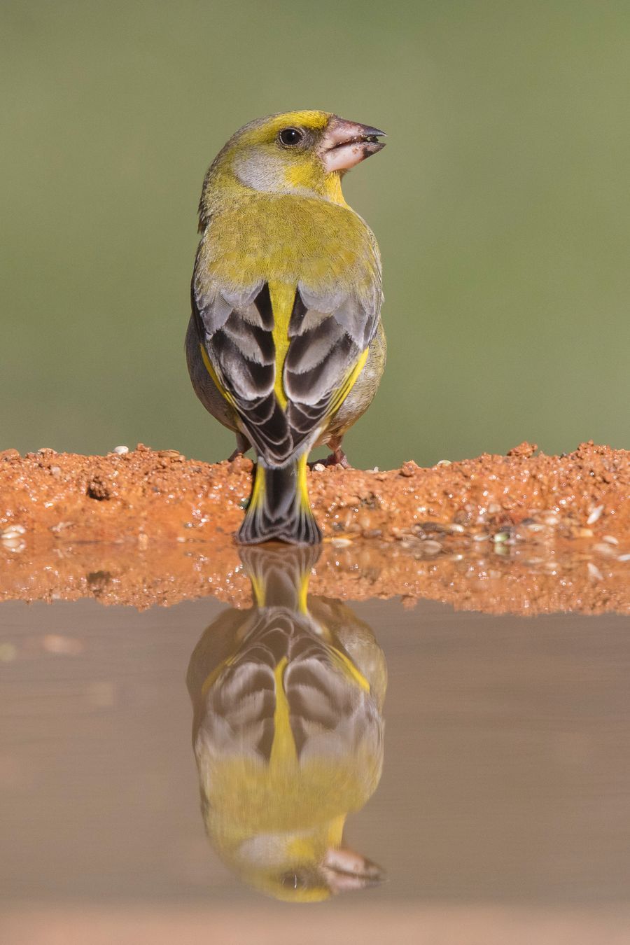 Chloris chloris. Verderón común, macho