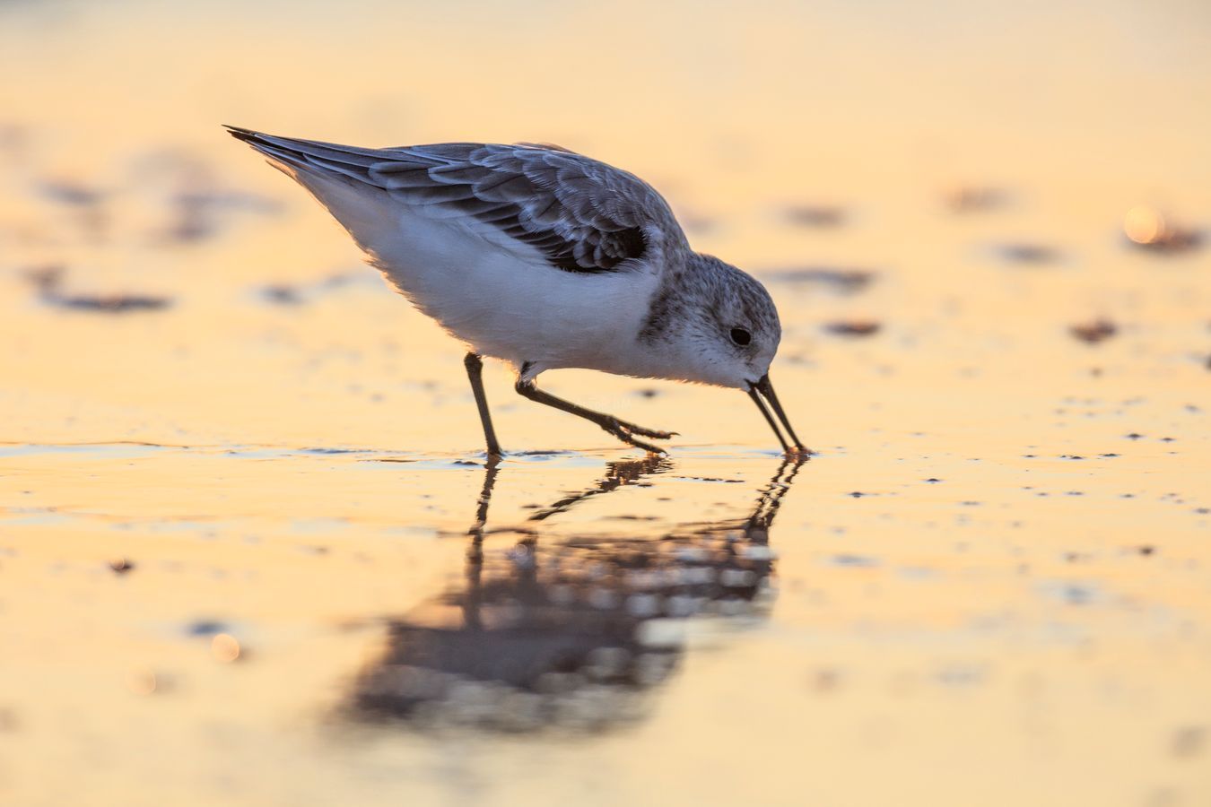 Calidris alba.  Correlimos tridáctilo.