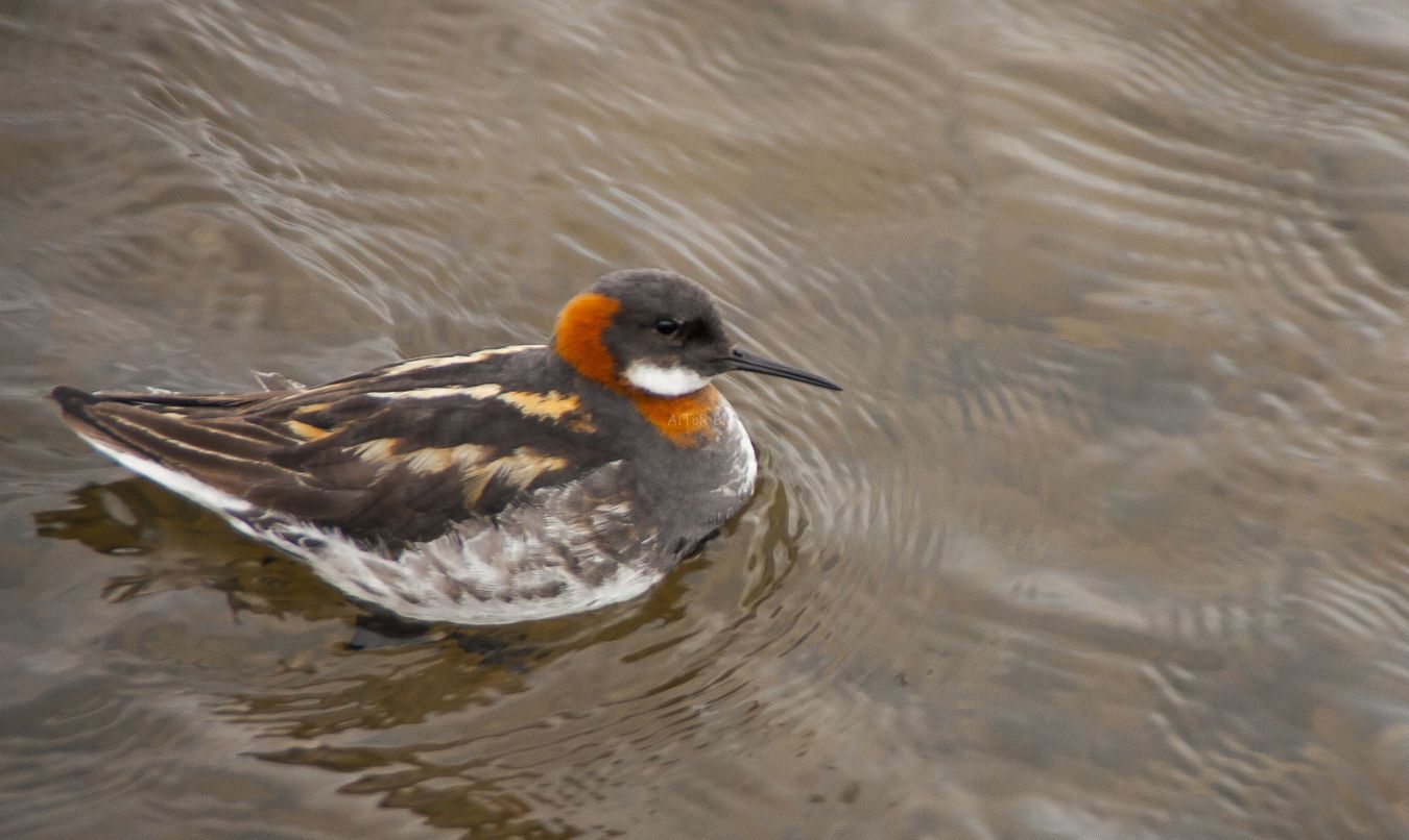 Phalaropus lobatus. Falaropo picofino.