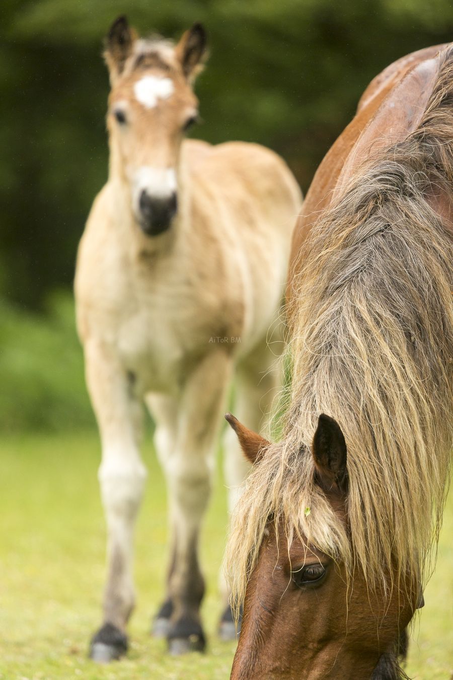 Caballo del pirineo