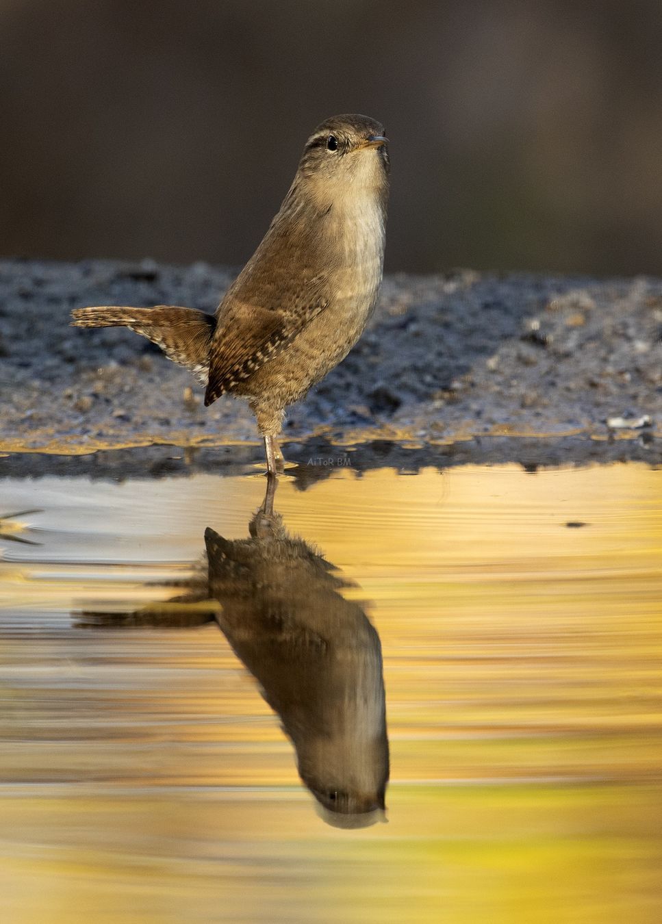 Troglodytes troglodytes. Chochín común.