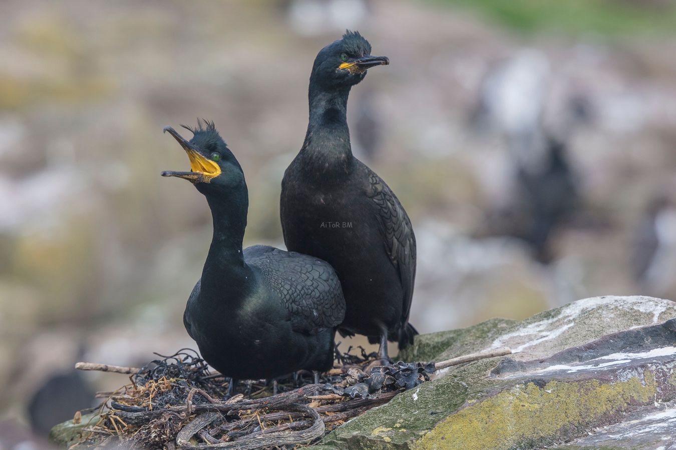 Phalacrocorax aristotelis. Cormoran moñudo.