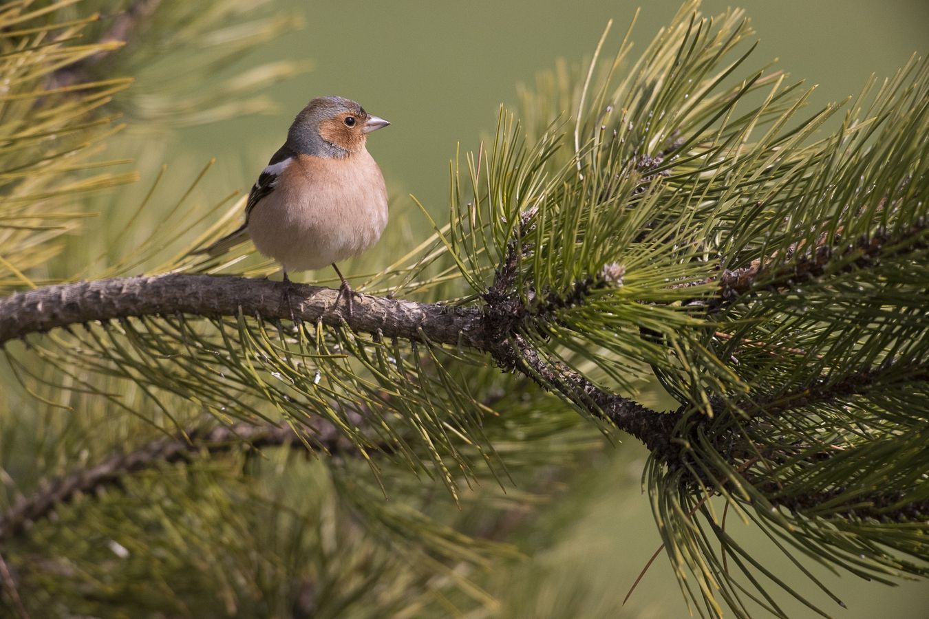 Fringilla coelebs.  Pinzón vulgar, macho