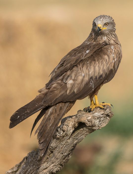 Milvus migrans.  Milano negro